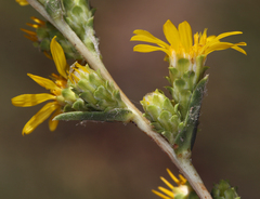 Pyrrocoma racemosa sessiliflora