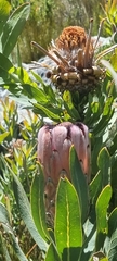 Protea laurifolia