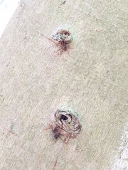 Ophiocordyceps unilateralis