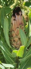 Protea laurifolia