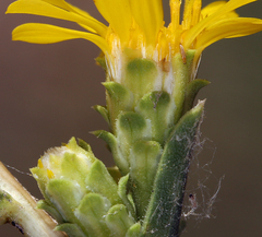 Pyrrocoma racemosa sessiliflora