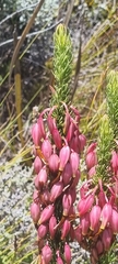 Erica plukenetii