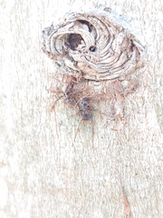 Ophiocordyceps unilateralis