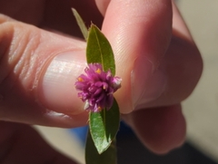 Gomphrena globosa