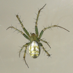 Mangora