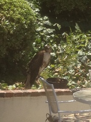 Buteo jamaicensis