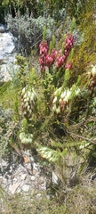 Erica plukenetii