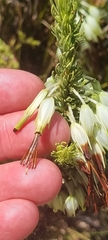 Erica plukenetii