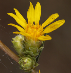 Pyrrocoma racemosa sessiliflora