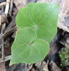 Dioscorea mundii