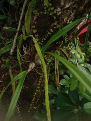 Selenicereus undatus