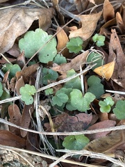 Glechoma hederacea
