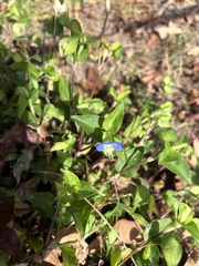 Commelina communis