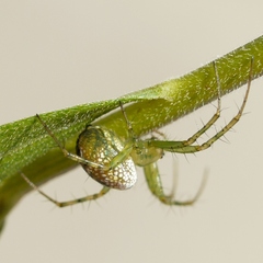Mangora maculata