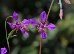 Clarkia rhomboidea
