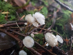 Marasmiineae