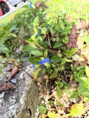 Commelina communis