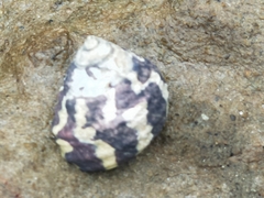 Austrocochlea porcata