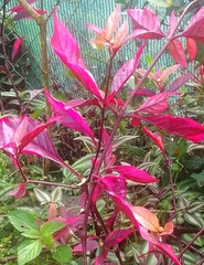 Alternanthera brasiliana