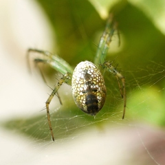 Mangora maculata