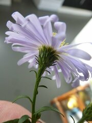 Symphyotrichum novi-belgii