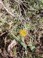 Quinchamalium chilense