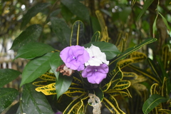 Brunfelsia pauciflora
