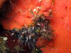 Clavularia crassa