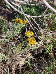 Quinchamalium chilense