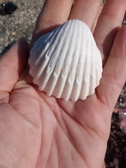 Acanthocardia tuberculata
