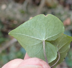 Dioscorea mundii