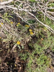 Quinchamalium chilense