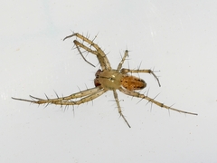 Mangora