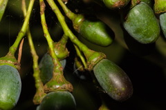Ocotea silvestris