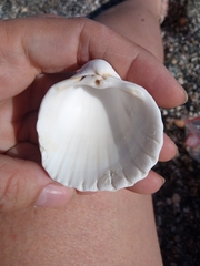 Acanthocardia tuberculata