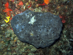 Ircinia oros