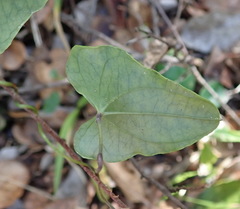 Dioscorea mundii