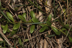 Centaurium portense