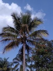 Arecaceae