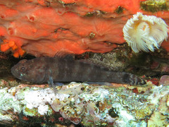 Gobius paganellus