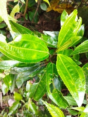 Miconia crocea