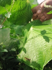 Micrathena