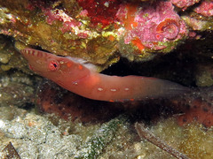 Lepadogaster candolii