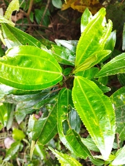 Miconia crocea