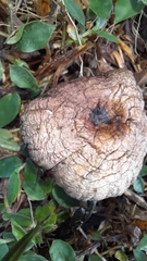 Clitocybe brunneocephala