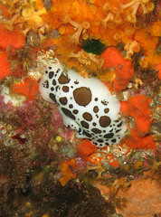 Peltodoris atromaculata
