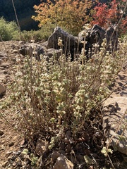 Pseudodictamnus hirsutus