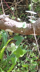 Dioscorea mundii