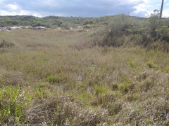 Physalaemus albifrons