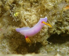 Hypselodoris bullockii